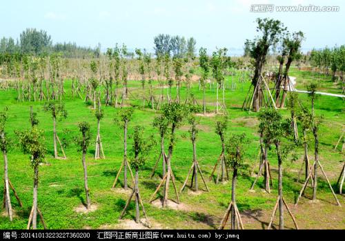 楼顶种树与风水：揭开高空绿化与住宅能量场的秘密